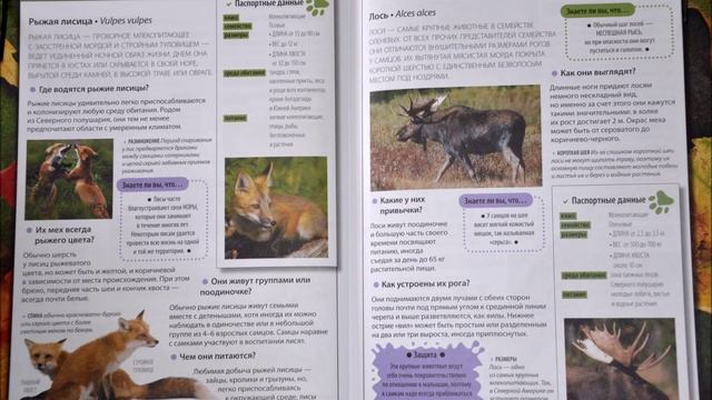 Леса умеренного пояса - Лиса и Лось смотреть онлайн