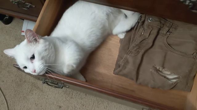 Bear in a box! Munchkin kitty Moonbear relaxing in dresser drawers! смотреть онлайн