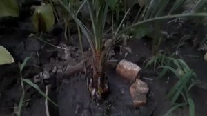 Бутия головчатая