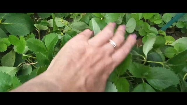 Долгожданный сорт клубники.Искушение и ТрескаThe Long-awaited Strawberry Variety.Temptation And Cod