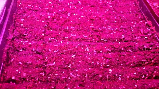 Сделайте это с всходами петунии смотреть онлайн