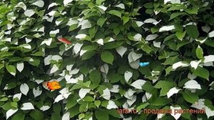 Актинидия полигама Мужская форма из семьи Узорчатой ? обзор: как сажать, саженцы актинидии