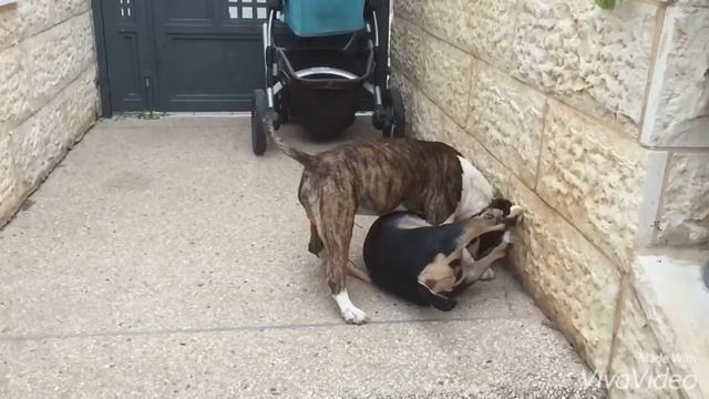 Bull terrier vs Bull terrier/ Буль терьеры сражаются смотреть онлайн