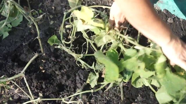 Как получать огурцы всю осень ? НЕ УБИРАЙТЕ грядки с огурцами смотреть онлайн