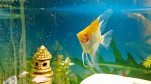 "Золотая скалярия" Gold aquarium angelfish.