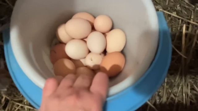 Чтобы хорошо неслись куры Собираю ведро яиц