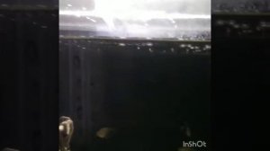 Декорация в аквариум. Замок из пенополистирола. Часть 3.