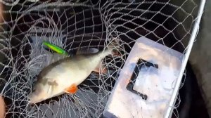 Когда клюёт щука? When the pike bites? В какое время  ловить, активность #щуки по месяцам.狗魚什麼時候咬人?