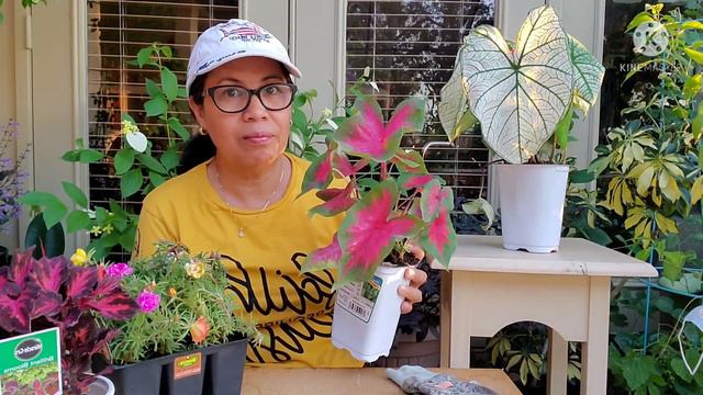 Beautiful Plants Haul / LARGE Caladium Foliage смотреть онлайн