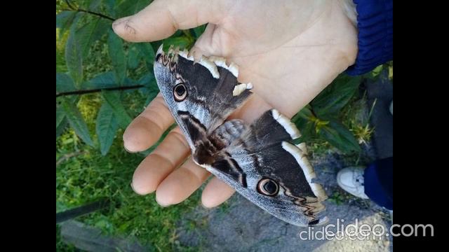 Песенка "Павлиний глаз". смотреть онлайн