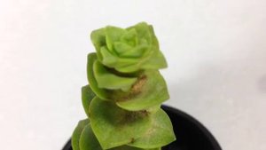 String of Buttons - Crassula perforata || Succulent ID & 360 View