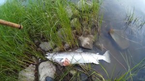 Развилка, река Неман в Советске Калининградской области. Ловля хищника, точнее пытаемся ловить!