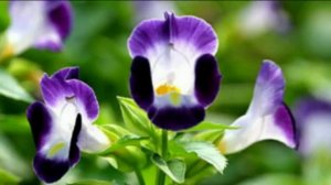 Название цветов.