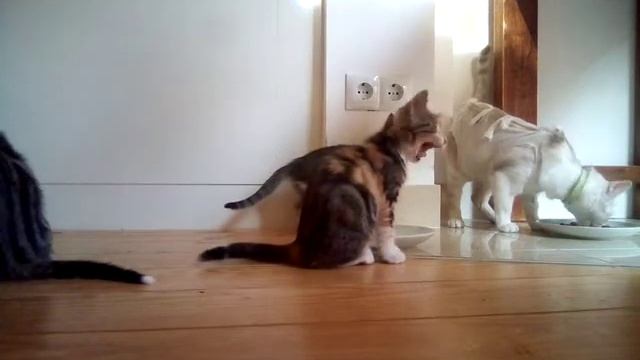 Понос у кошек! смотреть онлайн