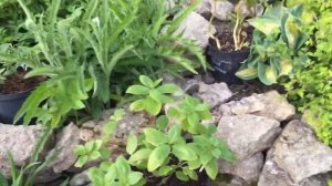 ХЛОРОЗ, СОХНУТ И СКРУЧИВАЮТСЯ ЛИСТЬЯ НА ГОРТЕНЗИЯХ?! Как я с этим справляюсь