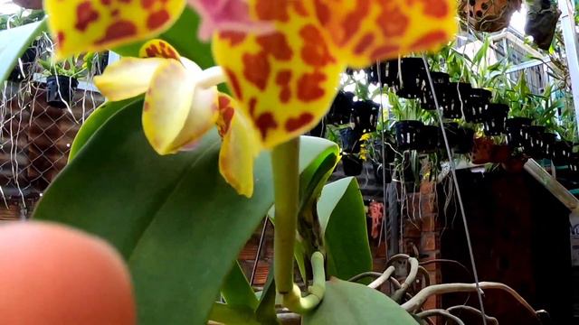 Lan rừng cẩm báo nở hoa /Wild orchids are blooming смотреть онлайн