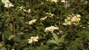 Sunny Knock Out Rose at Brighter Blooms Nursery