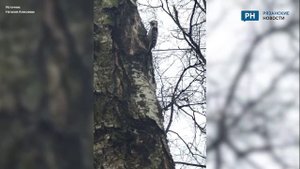 Во дворе дома в микрорайоне Горроща в Рязани заметили дятла