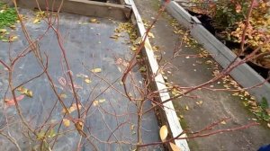 Зачем железный купорос по голубике.