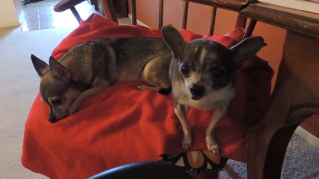 Чихуахуа издает смешные звуки. Чихуахуа мастер Йода смотреть онлайн