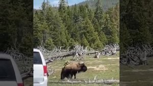 Бизон против медведя гризли