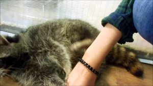 Денис TV - контактный зоопарк "Чудесный Рай" М.Коньково♥♥♥