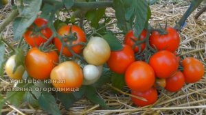 Таких монстров у вас больше не будет! Рассказываю как избавиться от гусениц совки без химии.