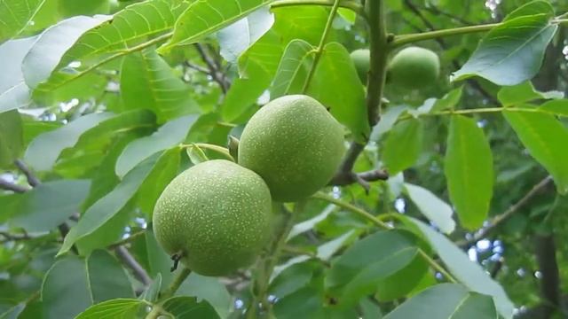 Какой Грецкий Орех в Июле на Полесье (Nuts. Walnut) смотреть онлайн