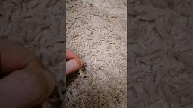 Способ Быстро Удалить ЖВАЧКУ с Ковра