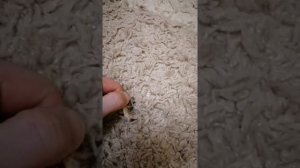 Способ Быстро Удалить ЖВАЧКУ с Ковра