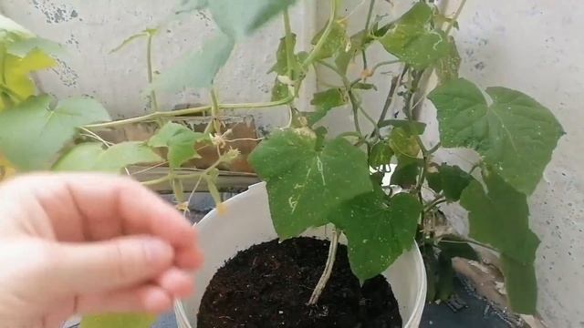 Огурцы на балконе подкормка смотреть онлайн