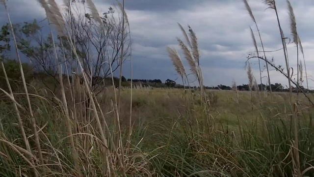 Uruguay Prairie/Grassland Panorama смотреть онлайн