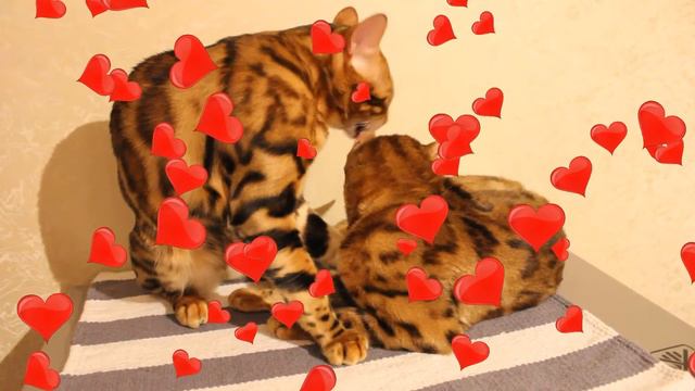 Бенгальская кошка.Love bengal cats - bengalocats.com
