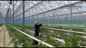 Более 3500 ловушек установит Россельхознадзор в теплицах Дагестана в текущем году