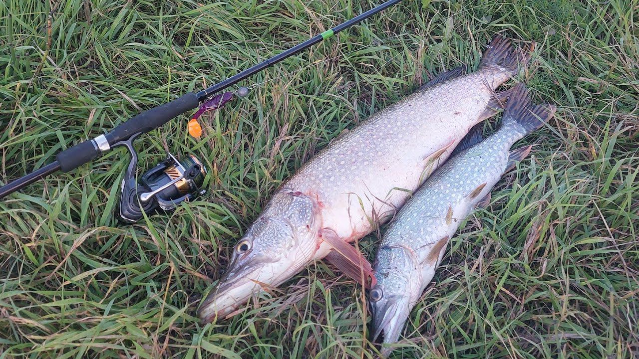 СТАРОЕ МЕСТО НЕ ПЕРЕСТАЕТ УДИВЛЯТЬ. ВЕЧЕРНЯЯ РЫБАЛКА НА СПИННИНГ НА ЩУКУ. смотреть онлайн