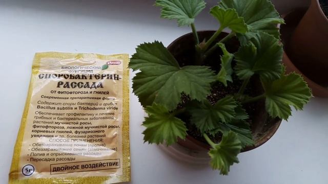 Погода в конце февраля 2021/избавление от мошек /мои пеларгонии/укореняю черенки герани по-другому.