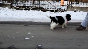 Щенок ньюфаундленда питомника Сент Джонс