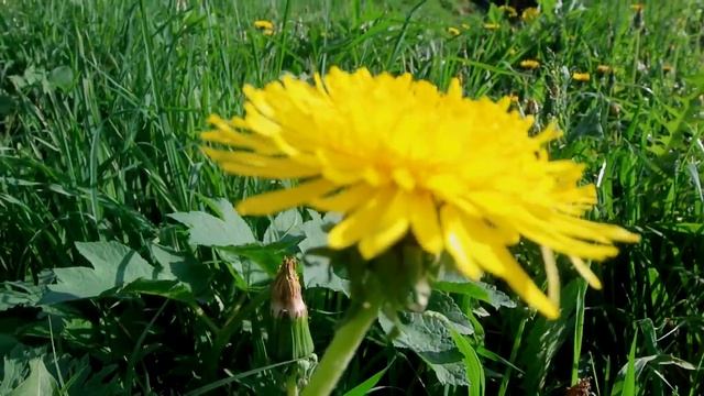 Лук►Стрела в реке►Природа! смотреть онлайн