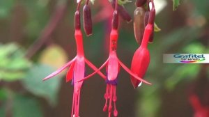 Chilco Fuchsia Magellanica