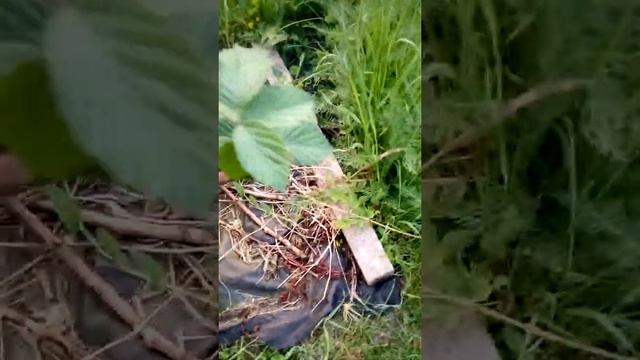 ежевика торнфри и малина кумберленд смотреть онлайн