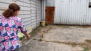 296/Переезд в Россию. Страх в душе, Настроения нет. Но,Цветы подарили ! Пельмени налепили. Сибирь !