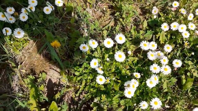 Красивые растения и пения птиц. смотреть онлайн