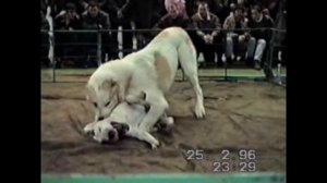 Собачьи бои: Алабай против питбуля