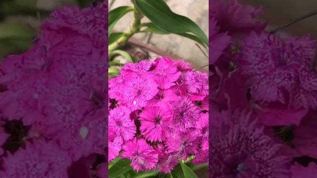 Бабочка бражник, уникальные кадры!