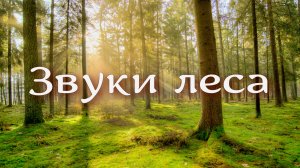 Мир дневного леса: журчание реки, пение птиц