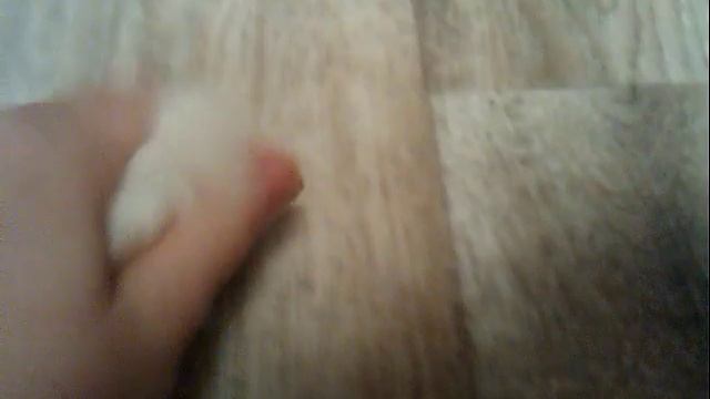 Покупки из зоомагазина №4 смотреть онлайн