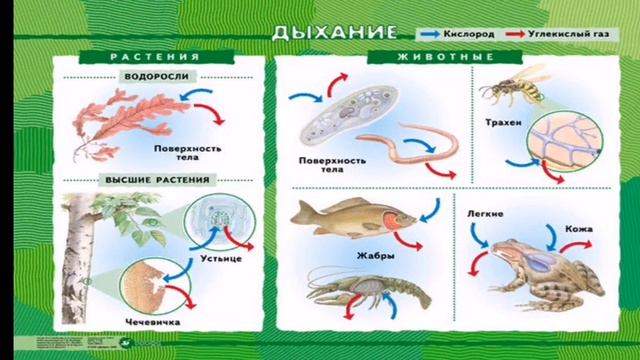 Биология. 6 класс. Тема урока "Дыхание живых организмов" - учитель:Халявин С.И смотреть онлайн