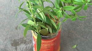 EASIEST Way to GROW Allamanda from Cuttings