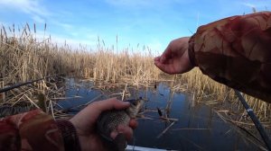 КРУПНЫЙ КАРАСЬ ОЗЕРА СУГОЯК! ЛЕТНЯЯ УДОЧКА, КРЮЧОК, МОРМЫШКА! ЛОВИМ В КАМЫШАХ! Рыбалка на Урале!