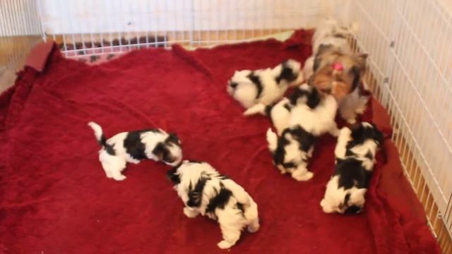 Щенки бивер йорка играют с мамой. Biewer york puppy